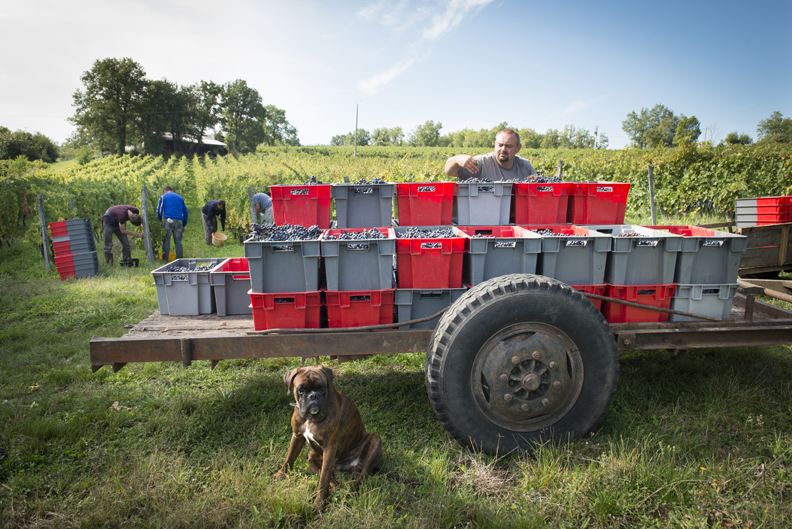 Photographe reportage LyonCaisses de vendanges sur camion chien en premier plan