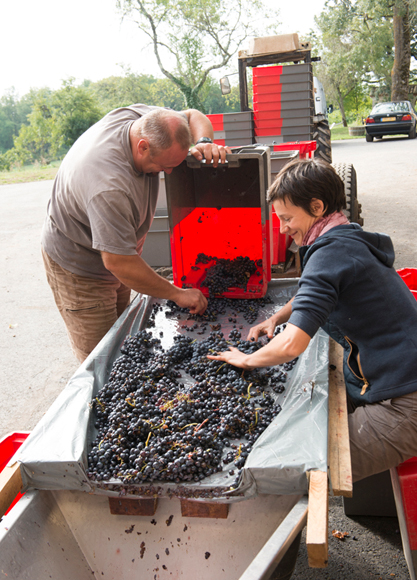 Photographe reportage Lyon Deux vendangeurs écrasant le raisin pendant les vendanges