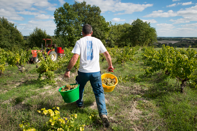 Photographe reportage Lyon Vendangeurs dans les vignes avec seaux à la main